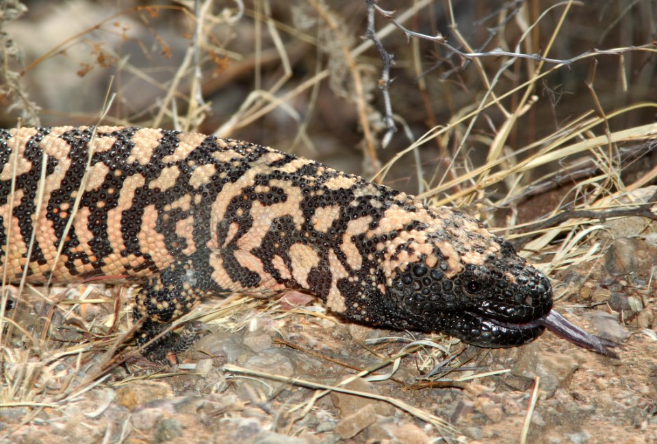RETICULATE GILA MONSTER (Heloderma suspectum) (5-17-11) patagonia lake, scc, az -02