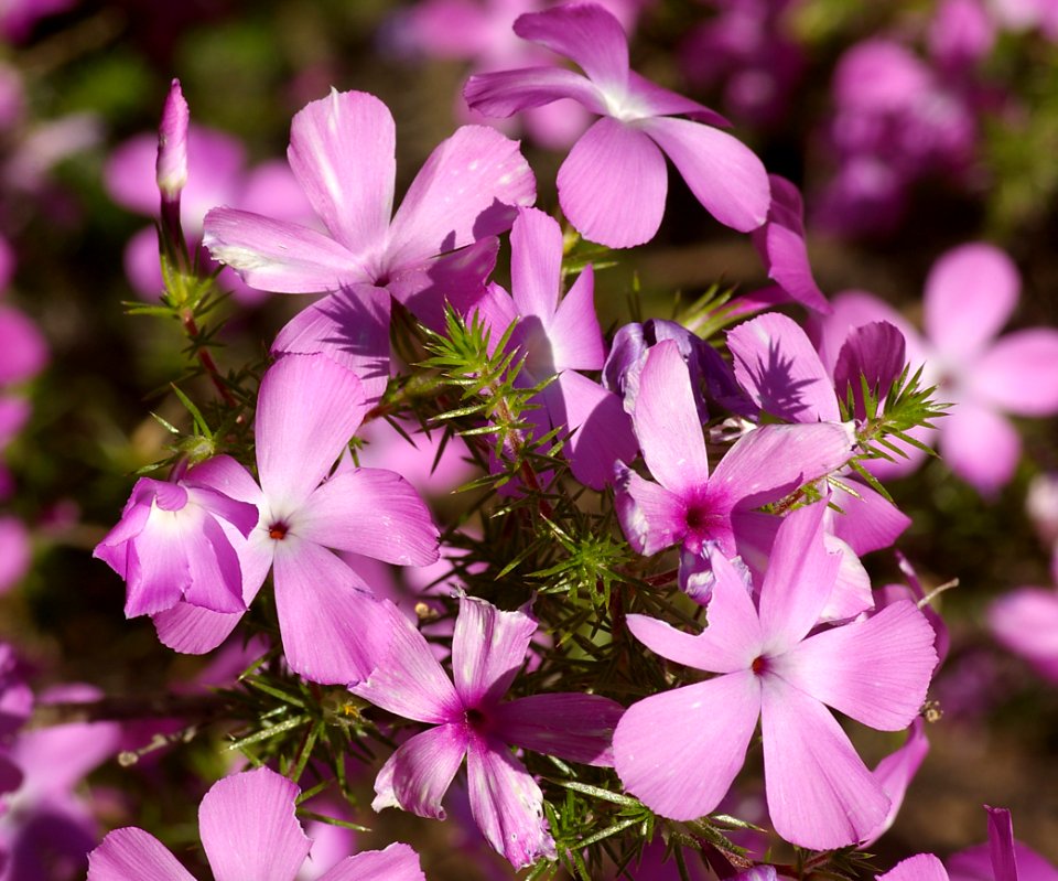 PHLOX, PRICKLY (leptodactyylon californicum) (4-11-08) pozo  -4