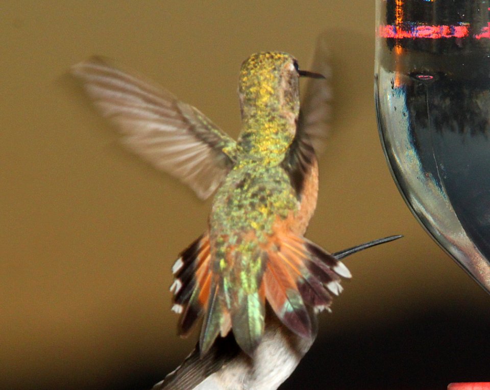 HUMMINGBIRD, ALLEN'S (7-13-11) 78 circulo montana, patagonia lake ranch estates, scc, az -02
