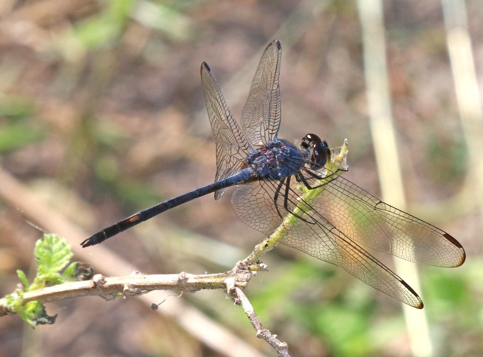 SETWING, BLACK (Dythemis nigrescens) (10-30-2020) the butterfly center, mission, hidalgo co, tx -04 male