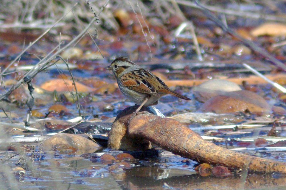 SPARROW, SWAMP (2-9-09) san simeon -02