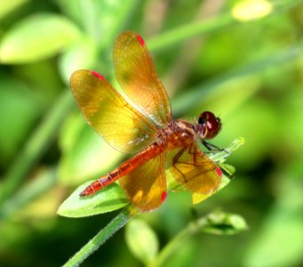AMBERWING, SLOUGH (Perithemis domitia) (10-29-2020) hugh ramsey nature center, harlengen, cameron co, tx -03