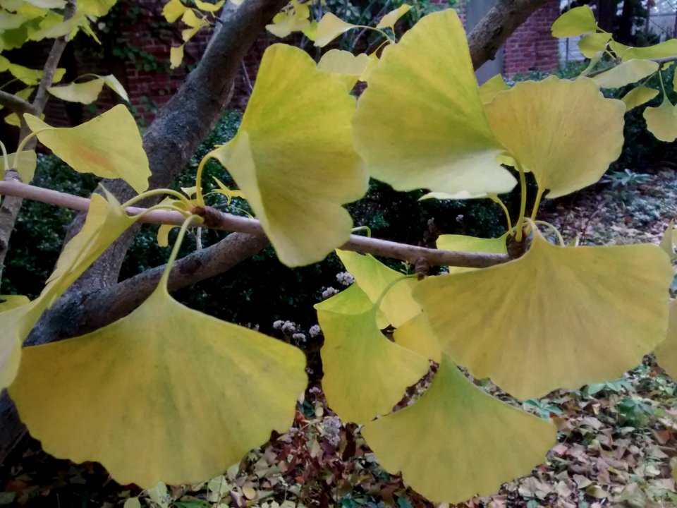 IMG 20151029 164852430