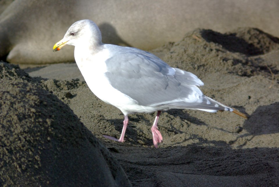 GULL, GLAUCOUS-WINGED (1-26-08) el seal, adult -1