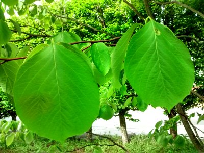 IMG 20150526 161611406 HDR