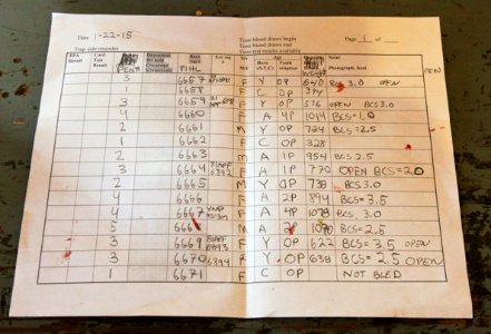 21 of 35 Data collected trapside at Stephens Creek bison pens 3594
