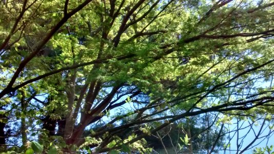 IMG 20150511 120559174 HDR