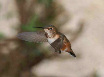 HUMMINGBIRD, selasphorus sp (3-20-09) canet rd -01
