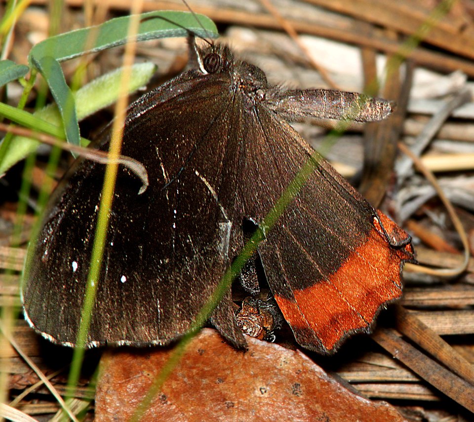 SATYR, RED-BORDERED (Gyrocheilus patrobas) (10-3-11) sawmill canyon, huachuca mts, cochise co, az -05