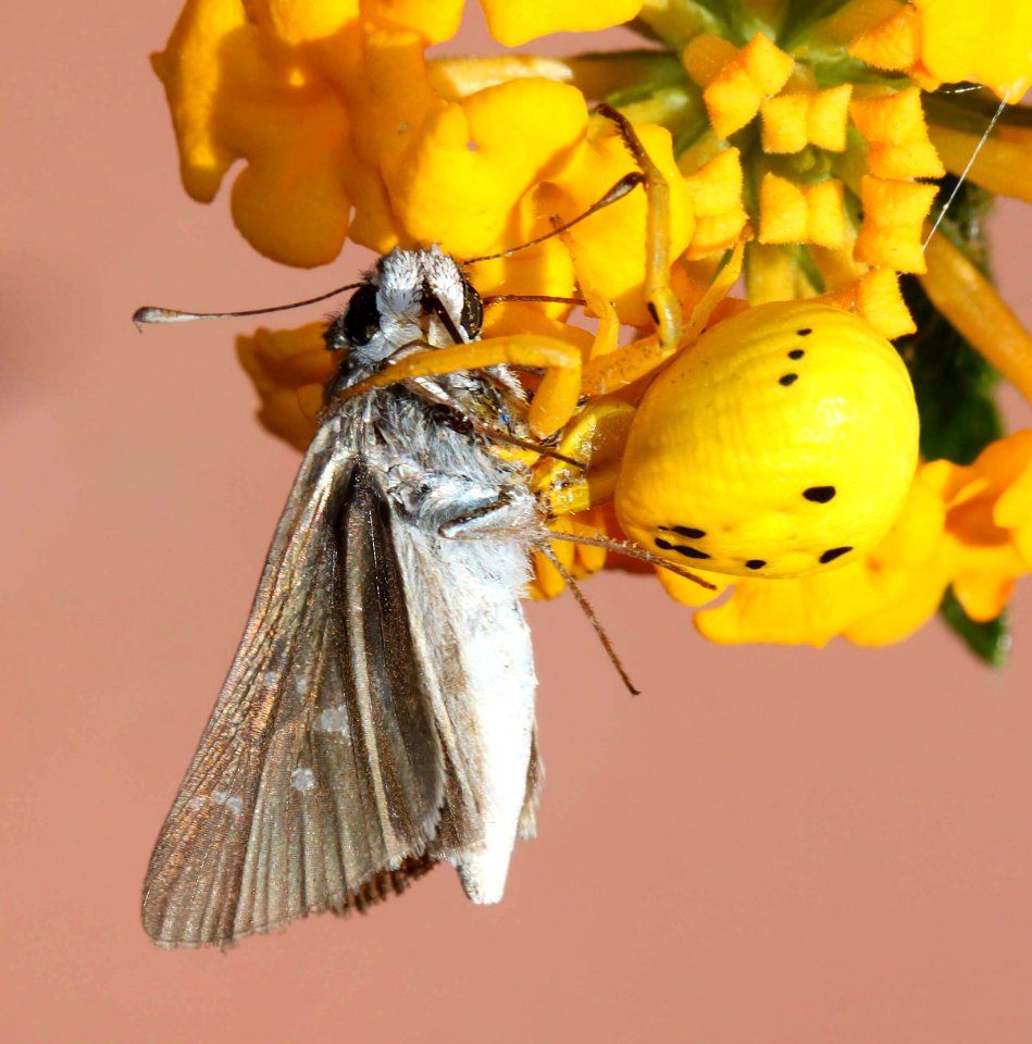 SPIDER, CRAB (Thomisidae) (10-5-13) with Sheep Skipper, 78 circulo montana, patagonia lake ranch estates, scc, az