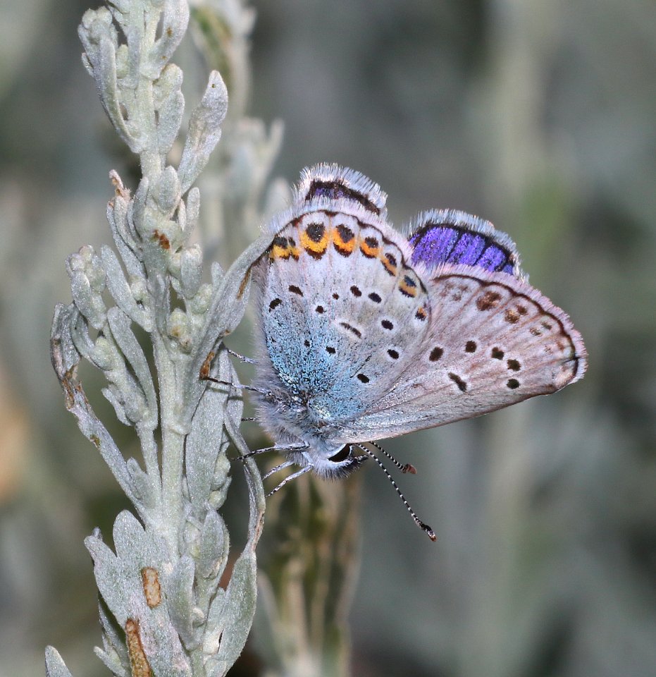 BLUE, NORTHERN (Plebejus idas) (8-19-2020) 7200 ft, fr30067, west of togwotee pass, teton co, wy -01
