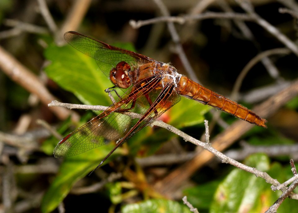MEADOWHAWK, SCARLET (Sympetrum illotum) (7-2-10) female, cerro alto ridge, slo co, ca -01