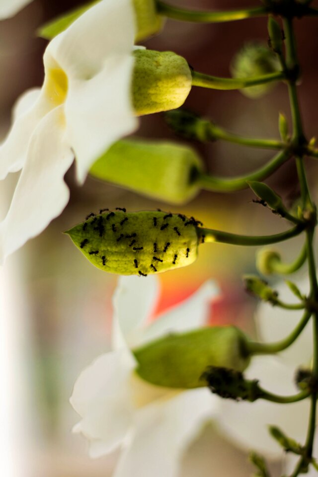 Plant white floral