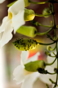 Plant white floral