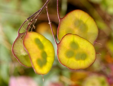MONEY PLANT (lunaria annua?) (7-6-08) coon creek, montano de oro s p, san luis obispo co, ca                     seed pod