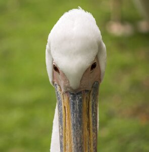 Water wildlife animal