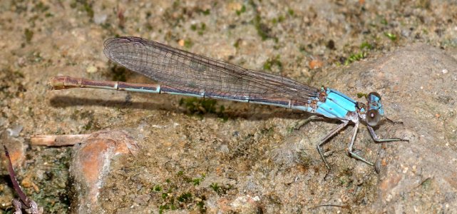 BLUE-FRONTED DANCER (Argia apicalis) (10-23-2020) san marcos river, caldwell co, tx-05 female