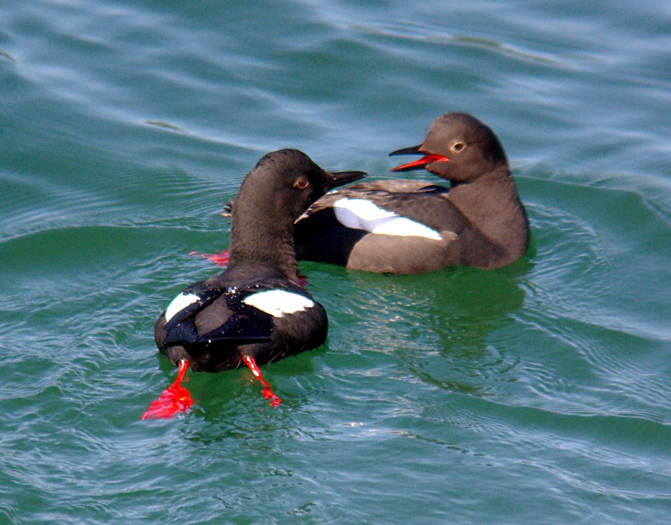 GUILLIMOT. PIGEON (3-15-07)-2