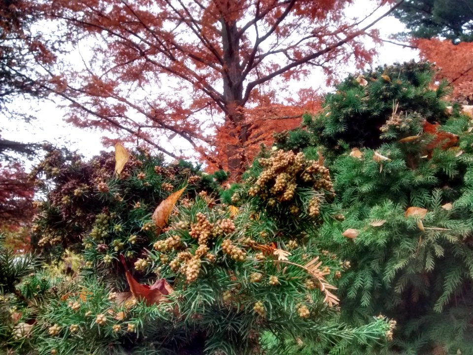 IMG 20151106 100726887 HDR