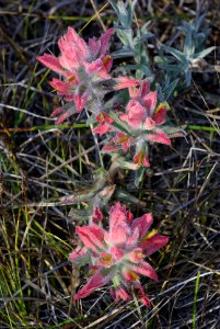 PAINTBRUSH, INDIAN (castilleja affinis contentiosa) (8-17-07) oso flaco -1