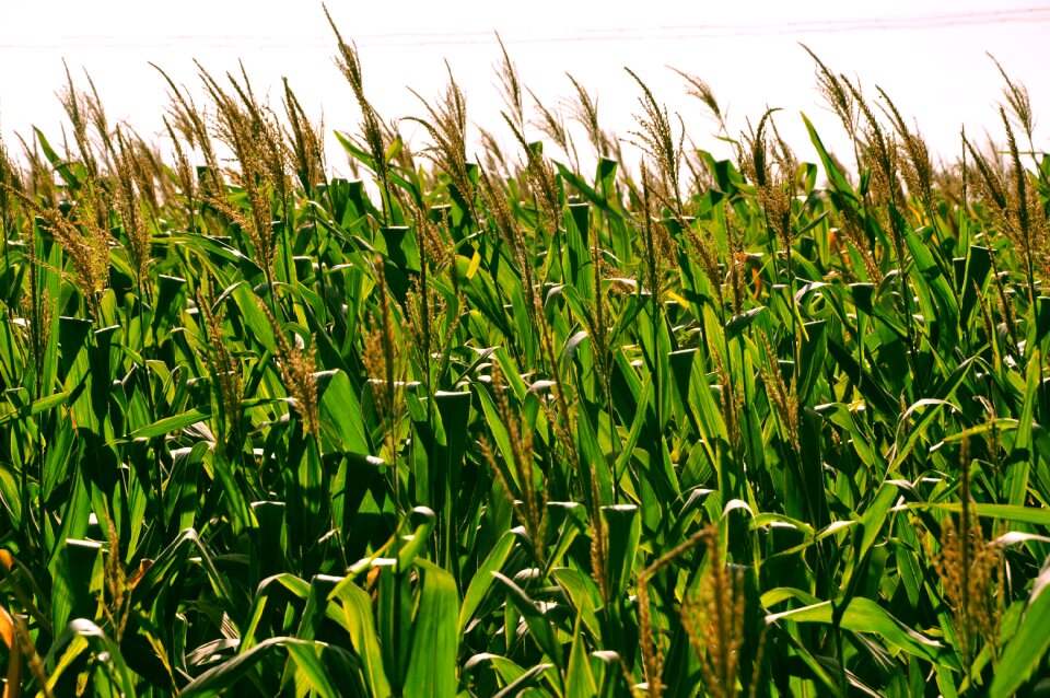 White cloud blue sky crops