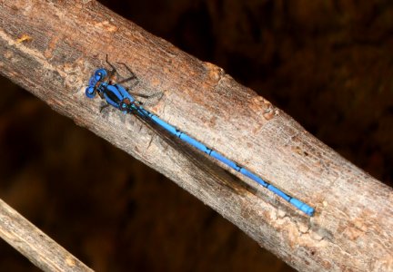 DANCER, CERULEAN (Argia anceps) (10-4-2020) sonoita creek near patagonia lake, santa cruz co, az -03 male