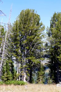 Whitebark pine trees