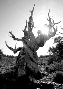 CA - INYO NAT FOREST, ANCIENT BRISTLECONE FOREST (41)