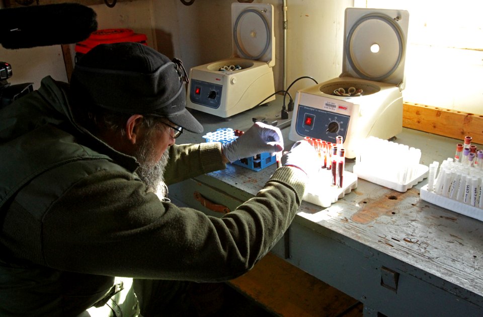 25 of 35 Preparing blood samples collected from bison at Stephens Creek 3636