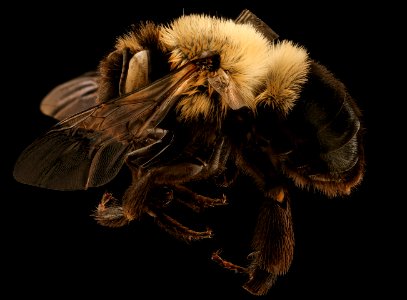 Anthophora ursina, f, left, Dauphin County, PA 2019-03-23-20.08.34 ZS PMax UDR
