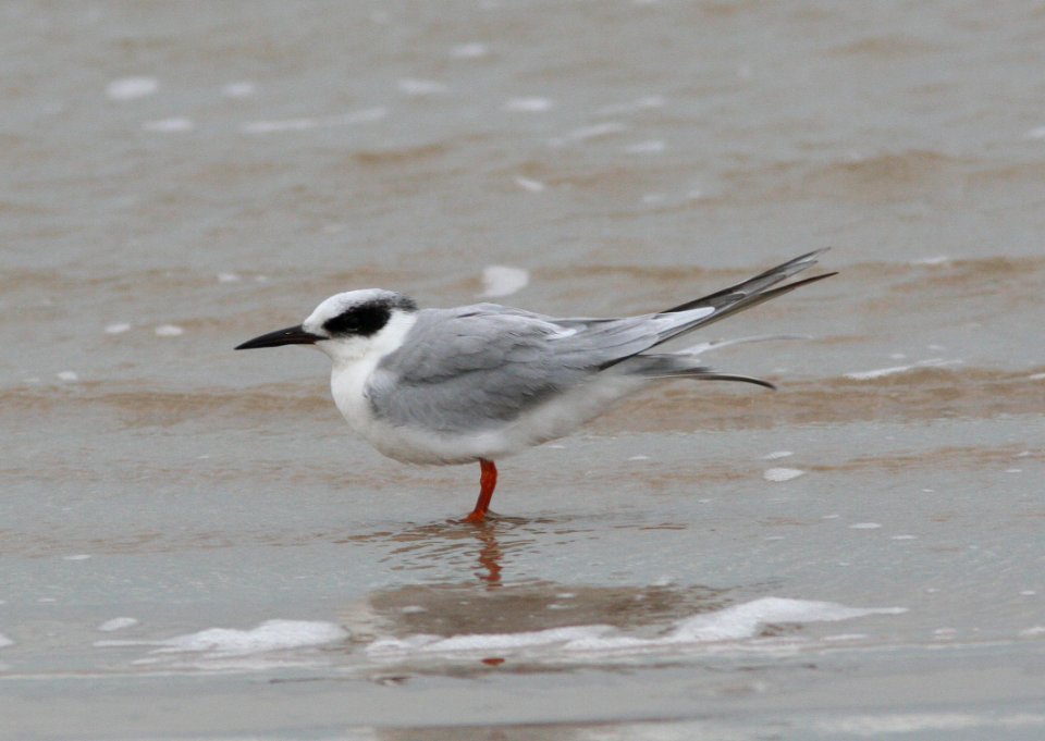 TERN, FORSTER'S -01