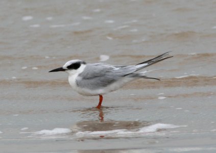 TERN, FORSTER'S -01 photo