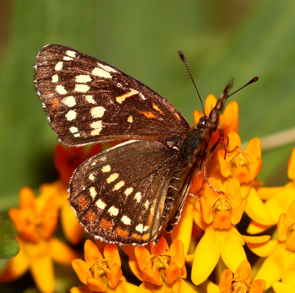 CHECKERSPOT, BLACK (Chlosyne cyneas) (6-14-2020) miller canyon, huachuca mts, cochise co, az -05