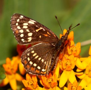 CHECKERSPOT, BLACK (Chlosyne cyneas) (6-14-2020) miller canyon, huachuca mts, cochise co, az -05