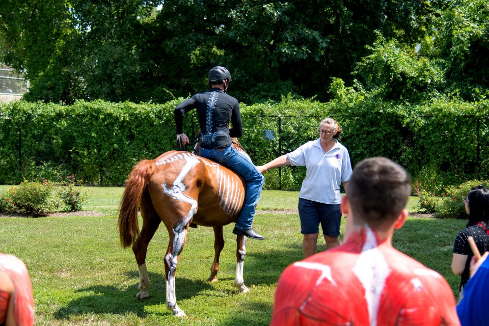 U.S. Army Caisson Platoon at Anatomy of Sports 17 Aug 2019
