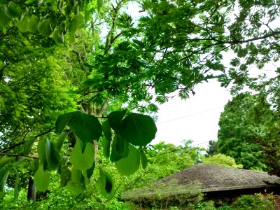 IMG 20150526 161506701 HDR