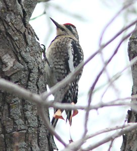 SAPSUCKER, YELLOW-BELLIED (12-21-09) first winter, santa rosa park, slo, ca -08