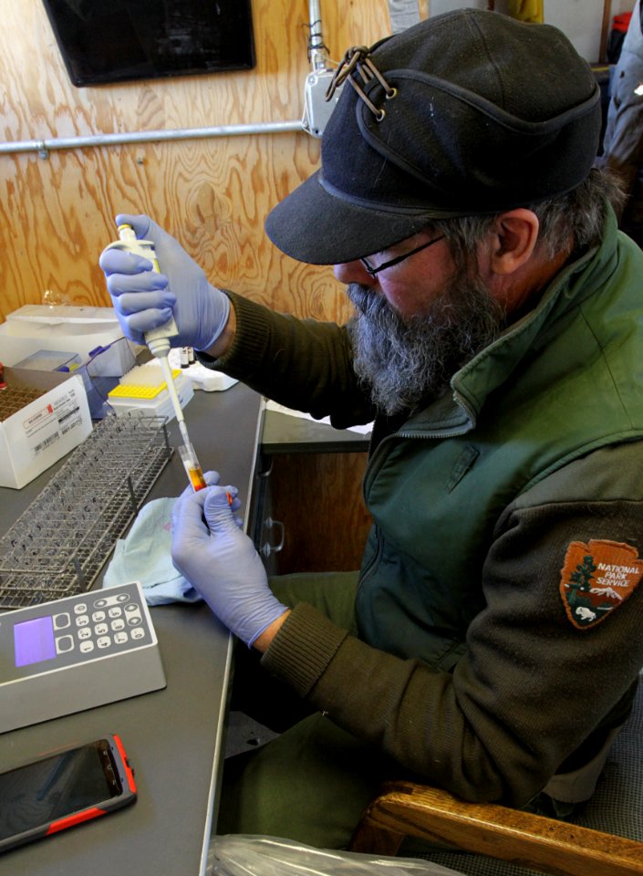 27 of 35 Extracting blood serum for conducting brucellosis exposure test 3652