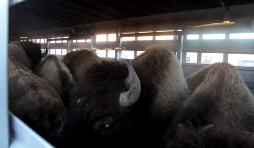 34 of 35 Bison in trailer at Stephens Creek bison pens 2939 photo