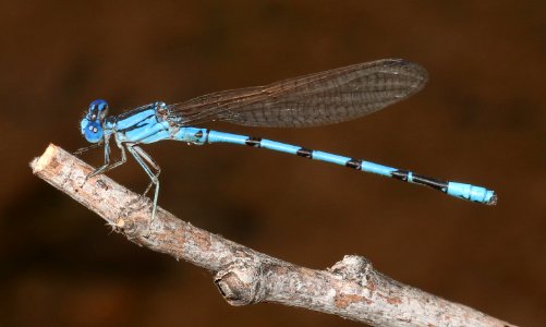 DANCER, AZTEC (Argia nahuana) (10-4-2020) sonoita creek, patagonia, santa cruz co, az -05 male