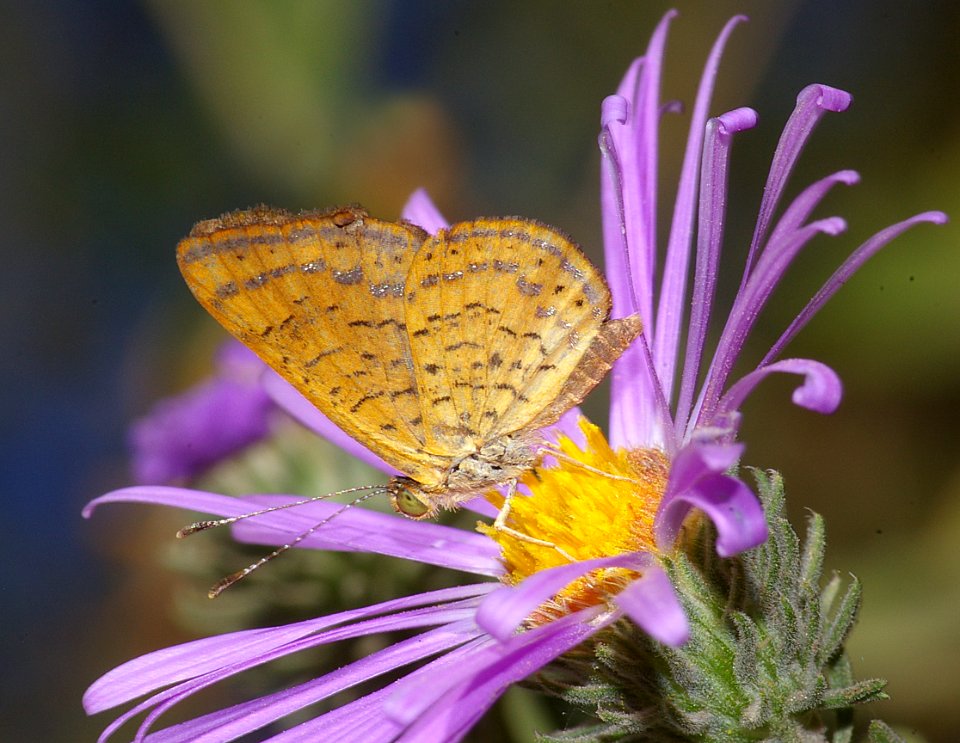 METALMARK, FATAL (calephelis nemesis) (10-10-08) patagonia, az -05