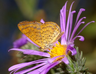 METALMARK, FATAL (calephelis nemesis) (10-10-08) patagonia, az -05