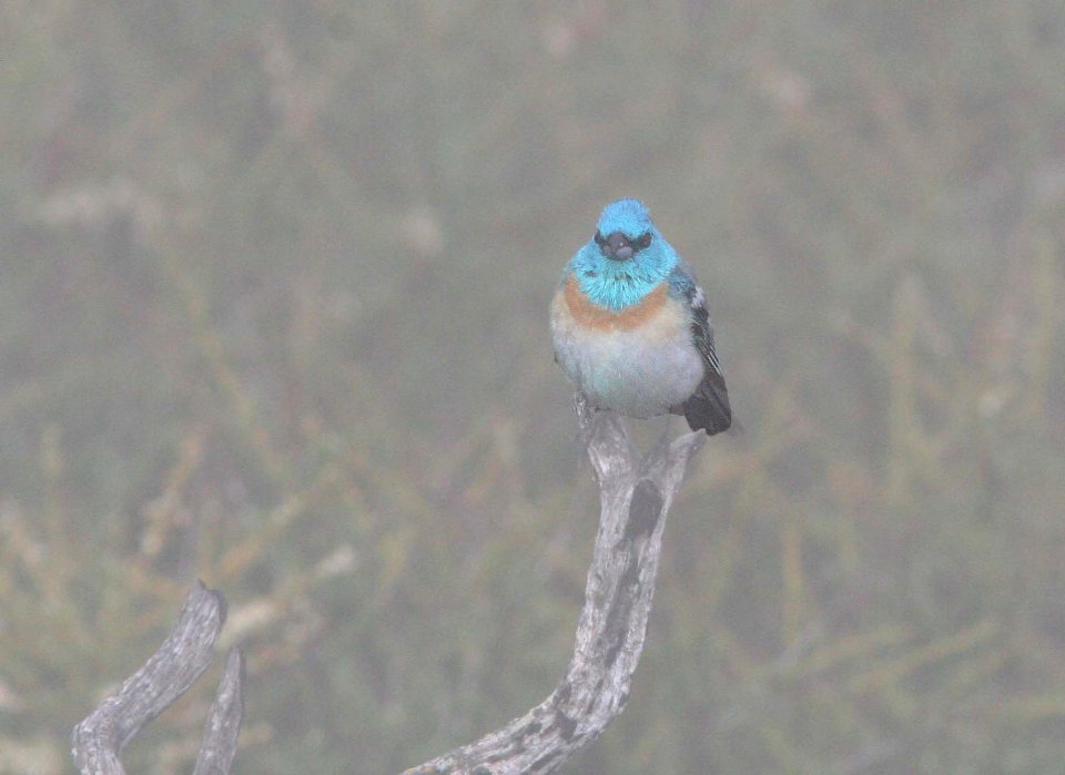 BUNTING, LAZULI (6-10-09) tv tower rd -02