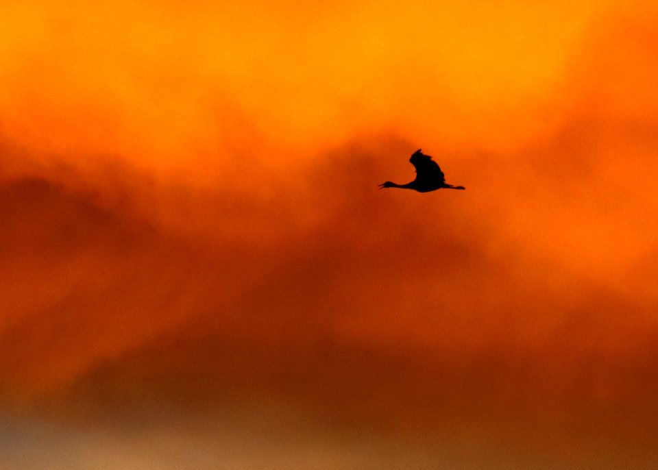 249 - SANDHILL CRANE (11-5-2020) whitewater draw wildlife area, cochise co, az -19