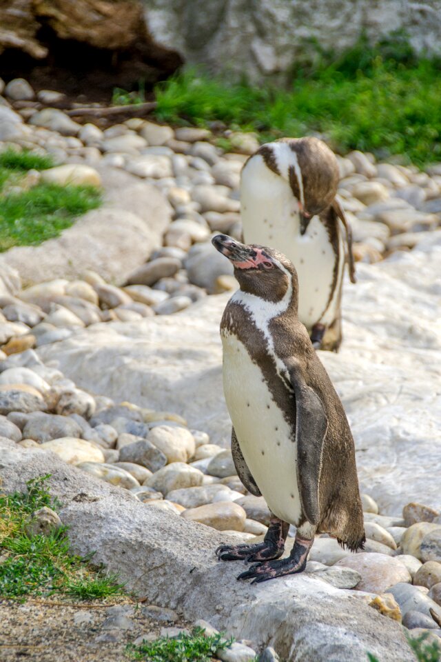 Two animal cute