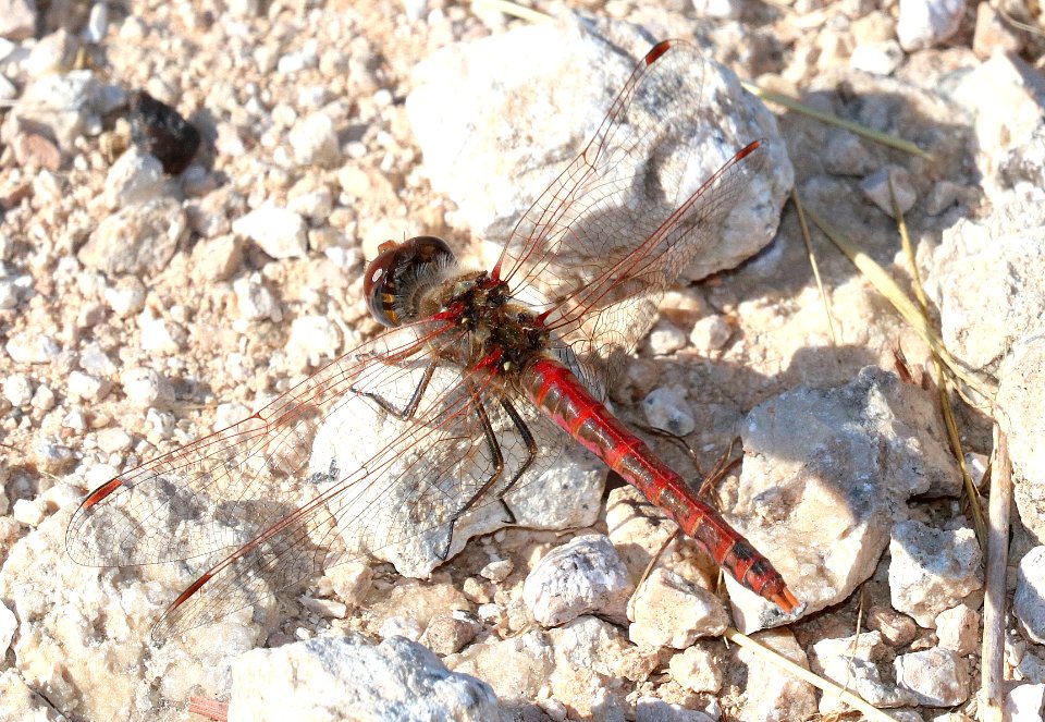 MEADOWHAWK, VARIEGATED (Sympetrum corruptum) (10-31-2020) estero llano grande s p, hidalgo co, tx -04 male