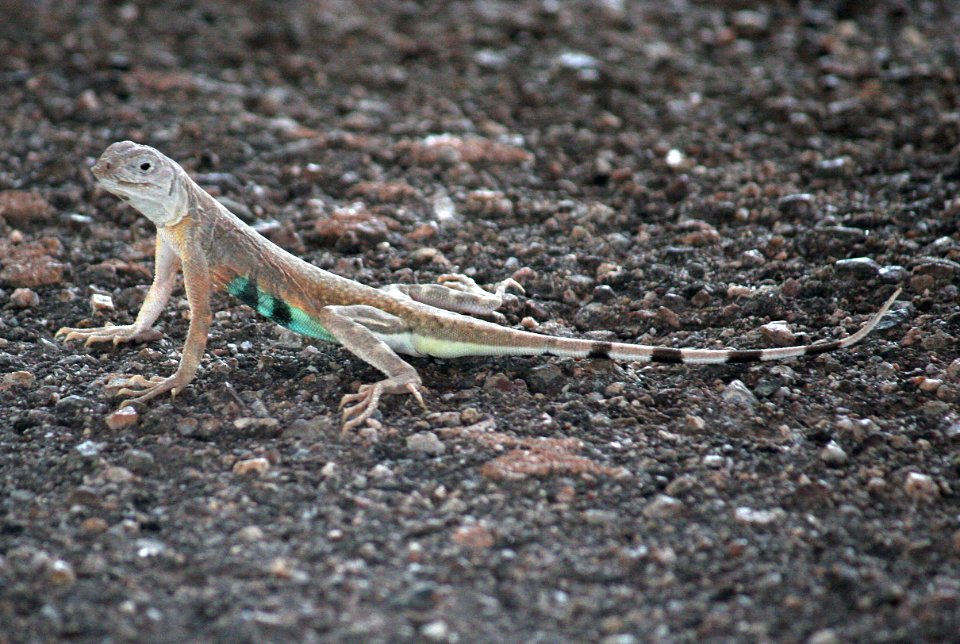 LIZARD, ZEBRA-TAILED  (callisaurus draconoides) (7-26-09) near casa grande, az -01