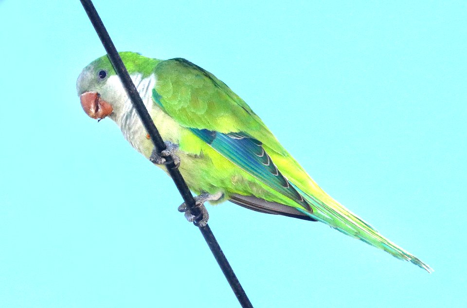 559 - MONK PARAKEET (10-31-2020) hidalgo pump station, hidalgo, hidalgo co, tx -11
