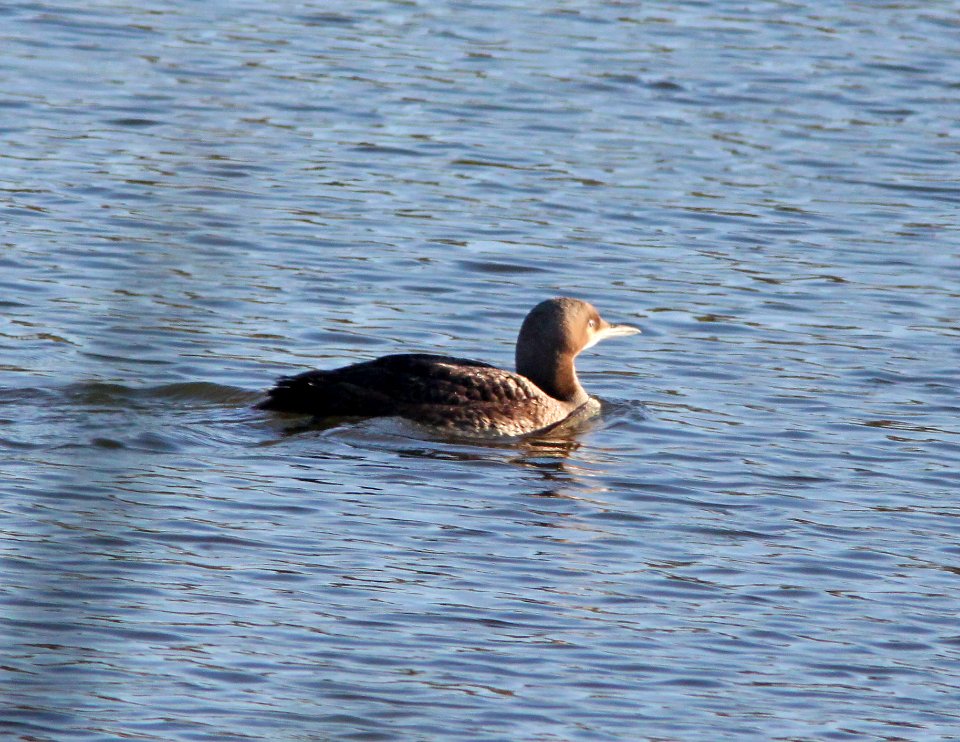 LOON, PACIFIC (11-24-10) patagonia lake, scc, az -01