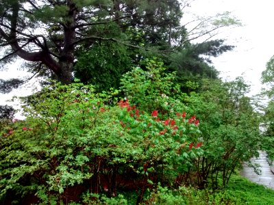 IMG 20150519 162420553 HDR